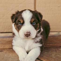 Patriot - Red tri-color male Australian Shepherd puppy in Cotati, California from Tried and True Aussies