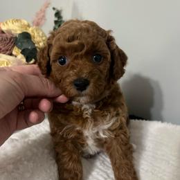 Girl 3 Gray collar - Red  female Poodle puppy in Johnson City, Tennessee from Northeast TN Standard and Mini/Toy Poodles