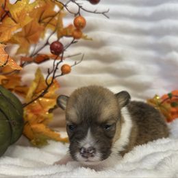 Nutmeg - Sable male Pembroke Welsh Corgi puppy in Hico, Texas from Chisholm Trail Kennels