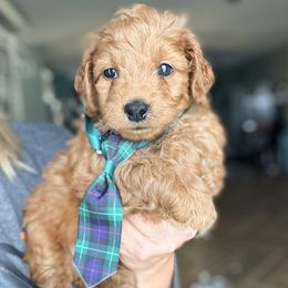 Anchovy - Red  male Goldendoodle puppy in Marion, Ohio from Doodles & Doxies
