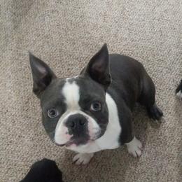 Boston Terriers, Doberman Pinschers, and French Bulldogs from Ohio French Bulldogs
