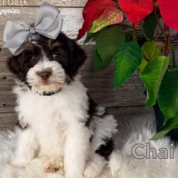 Chai - Brown and white female Bernedoodle puppy in Heyworth, Illinois from Cobble Creek Puppies