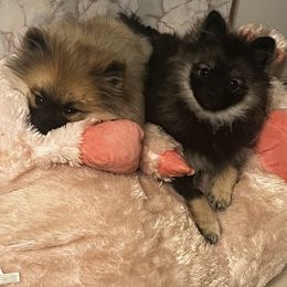 Pomeranian Puppies from Bougie Pomz
