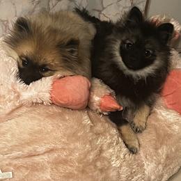 Pomeranian Puppies from Bougie Pomz