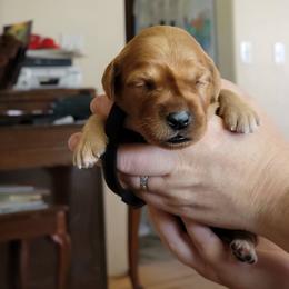 Black girl - Dark golden female Golden Retriever puppy in Merino, Colorado from High Plains Goldens