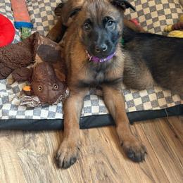 Greta - Fawn sable female Belgian Malinois puppy in Alger, Michigan from Aspen’s Edge Kennel