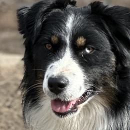 Khal - Australian Shepherd