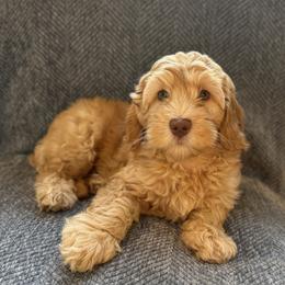 Flint - Caramel male Australian Labradoodle puppy in Fremont, New Hampshire from Birchwood Labradoodles