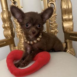 Xsmall Bear 4300 - Chocolate brindled fawn male Chihuahua puppy in Burleson, Texas from Tiny Diiamond Chihuahua
