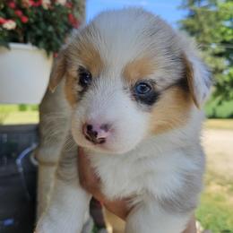 Oscar - Blue merle and white male American Corgi puppy in Neosho, Wisconsin from GC Farms Corgis