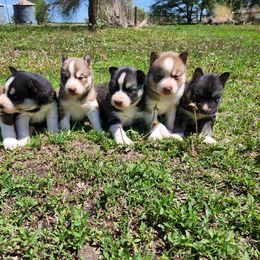 Siberian Husky Puppies from Haskins Huskies