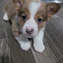 Bluie sable (dilute)boy - Sable and white male American Corgi puppy in Loretto, Kentucky from Duncan's Border Collies and Corgis