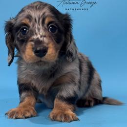 Baxter - Dapple male Dachshund puppy in Clever, Missouri from Autumn Breeze Dachshunds