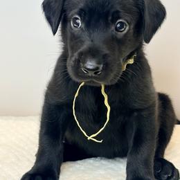 Yellow Collar Black Male - Black male Labrador Retriever puppy in Gainesville, Georgia from Rucker Retrievers