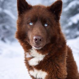 Cooper - Siberian Husky
