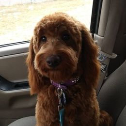 Goldendoodles from Butterfly Creek doodles and poodles