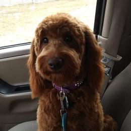 Goldendoodles from Butterfly Creek doodles and poodles
