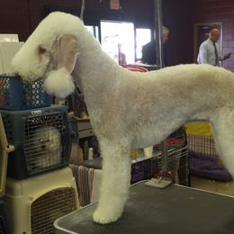 Bedlington Terrier and Bichon Frise All Grown Up from Patchwork Bedlington Terriers and Bichon Frise