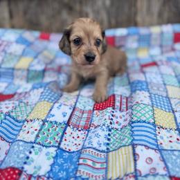 Boy 3 - Cream male Dachshund puppy in Licking, Missouri from Bean Creek Dachshunds & Terriers