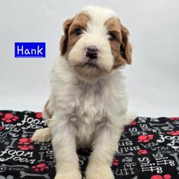 Hank - Red male Bernedoodle puppy in Neillsville, Wisconsin from Granton Creek