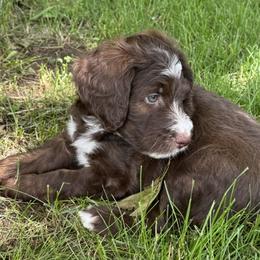 Bernedoodles from Sandra Bucher