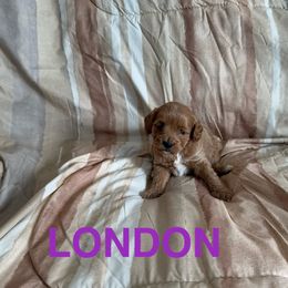 London - Apricot female Cavapoo puppy in Sherwood, Michigan from Patrick's Puppies