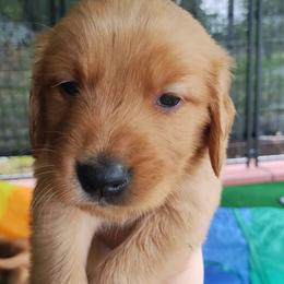 Dark Blue - Dark golden male Golden Retriever puppy in Davisboro, Georgia from Ginger Snap Golden Retrievers