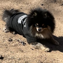 Smokey - Pomeranian