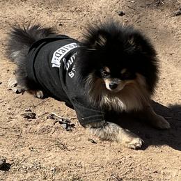 Smokey - Pomeranian