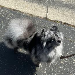 Tuffi - Pomeranian