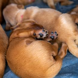 Golden Retriever Puppies from Earley Goldens