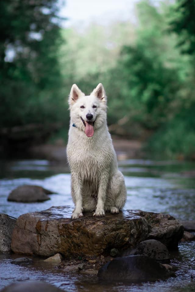 Fireside Fernweh Kennels in Illinois Berger Blanc Suisse puppies