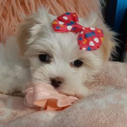 Maltipoos and Morkies from Gina's Puppies