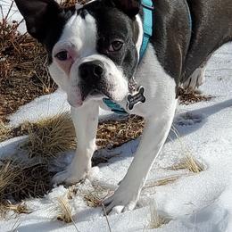 Boston Terriers from Leanna Medinger-Sandquist