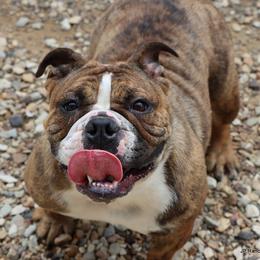 Penny - Bulldog