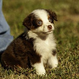 Katharine Hapburn - Red tri-color female Miniature American Shepherd puppy in Franklinville, North Carolina from Fine Hill Miniature Americans