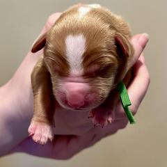 Costello - Red gold male Nova Scotia Duck Tolling Retriever puppy in Albany, New York from Sardonyx Canines