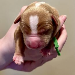 Costello - Red gold male Nova Scotia Duck Tolling Retriever puppy in Albany, New York from Sardonyx Canines