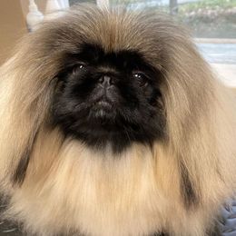 Pekingese from Marta Wacek