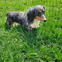 Payday - Dachshund
