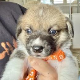 Billy - Sable male Pembroke Welsh Corgi puppy in Riverside, California from Four Aces Corgis
