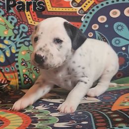 LUA Paris - White and black female Dalmatian puppy in Phoenix, Arizona from Samba Flavors