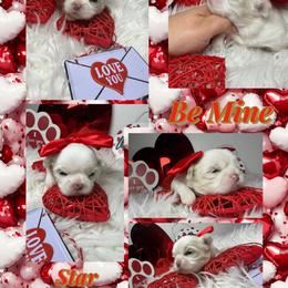 Star - White female Shih Tzu puppy in Coolidge, Arizona from Shih Tzu’s  ‘N’ Love