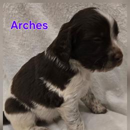 Arches - Liver white and roan female English Springer Spaniel puppy in Palisade, Colorado from Bigfoot's Kennel
