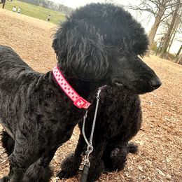 SoSo - Poodle