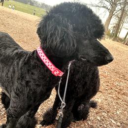 SoSo - Poodle
