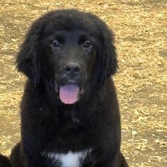 Male - male Golden Mountain Dog puppy in Tacoma, Washington from Canyon Meadows Farm