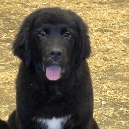 Male - male Golden Mountain Dog puppy in Tacoma, Washington from Canyon Meadows Farm