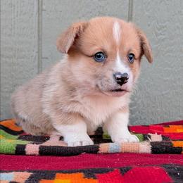 Kyle - Red merle and white male American Corgi puppy in Shawnee, Oklahoma from Sunray Ranch