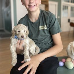 Goldendoodle Puppies from Lakeside Doodles MN